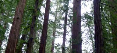 Armstrong Redwoods State Naturschutzgebiet