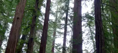 Reserva Natural Estadual Armstrong Redwoods