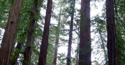 阿姆斯特朗红杉州立自然保护区