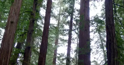Armstrong Redwoods State Natural Reserve