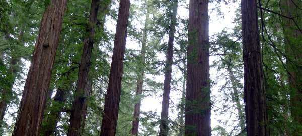 Armstrong Redwoods State Natural Reserve: Počasí a sezóna