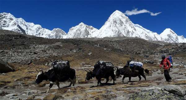 Caravana de yaks y escudos del Himalaya