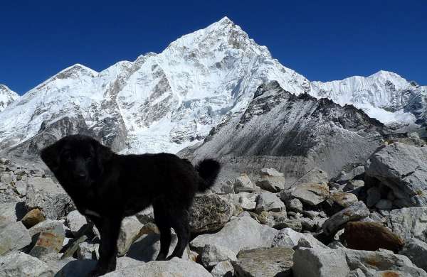 Perro del Himalaya y Nuptse