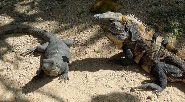 Dos iguanas