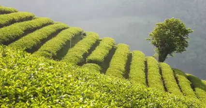 Doi Mae Salong