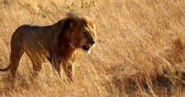 El safari más hermoso de Kenia