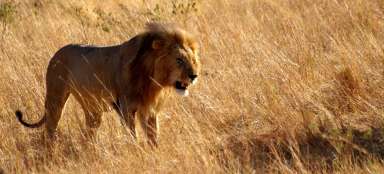 El safari más hermoso de Kenia