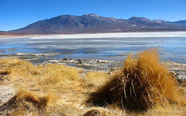 Erbe dell'Altiplano