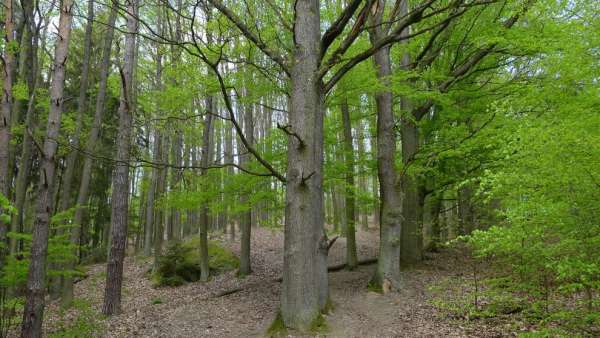 Ascent through oak forest