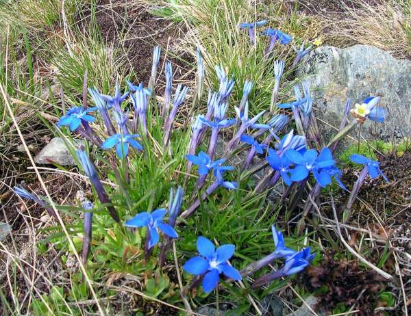 Flores alpinas