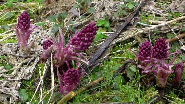 Vegetation of Bohemian Paradise