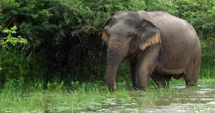 Yala National Park