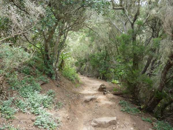 Tenerife forests