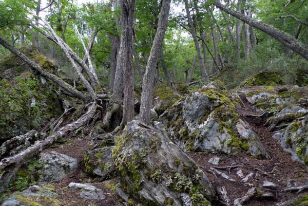 Giardini rocciosi nella foresta