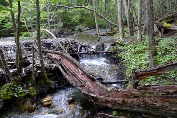 Patagonian streams