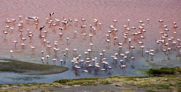 Flamingos