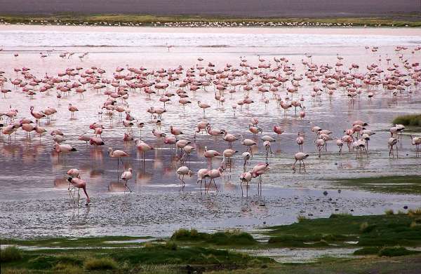 A flock of flamingos