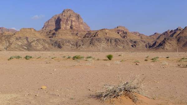 Schaarse woestijnvegetatie