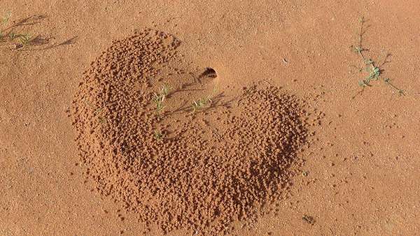 Les fourmis du désert