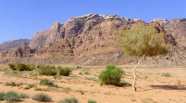 Strom solitér a Jabal Rum