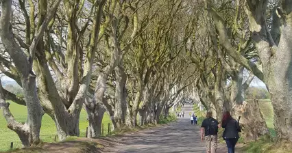 The Dark Hedges