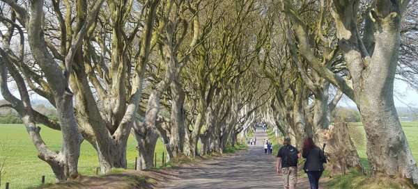 The Dark Hedges: Meals