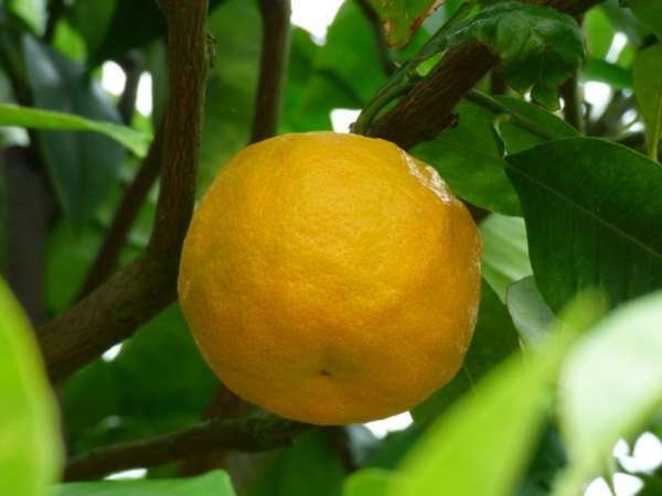Pomerančovníky