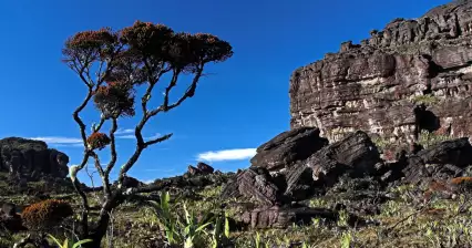 Roraima