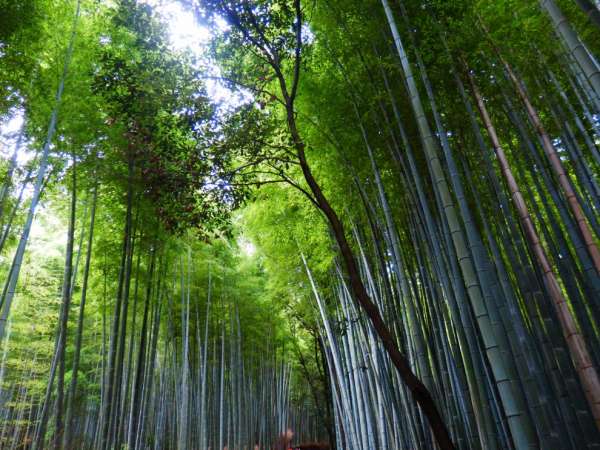 Bambusový les Arašijama