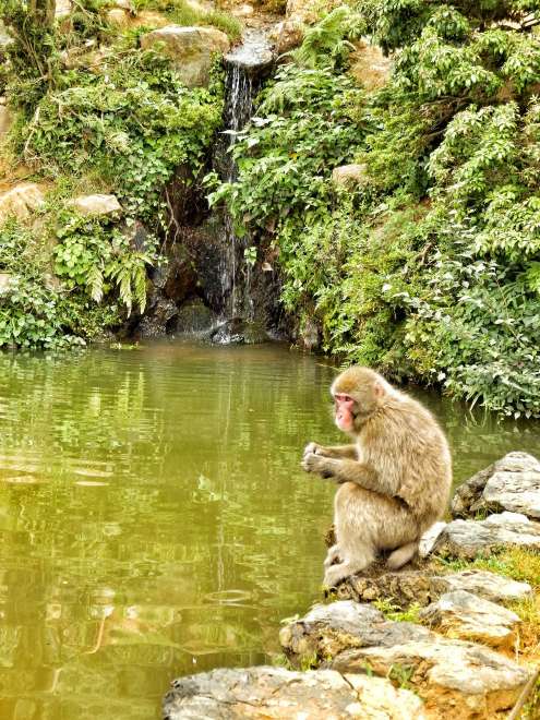 Гора обезьян - Парк обезьян Иватаяма