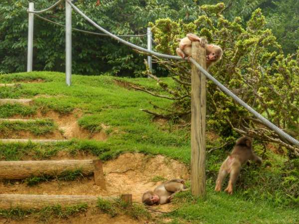 Observação da vida dos macacos
