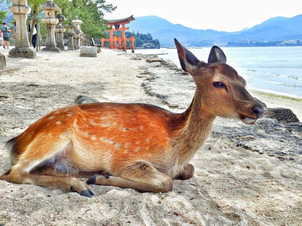 Ostrov Mijadžima - s chrámem Icukušima | Gigaplaces.com