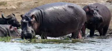 Uganda
