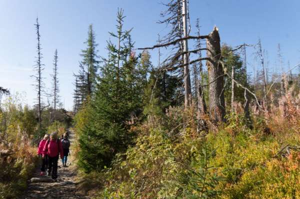 Aangetaste bomen