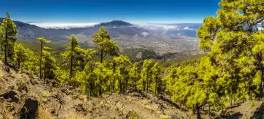 La Palma und Wein