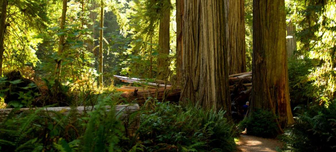Národní park Redwood: Příroda