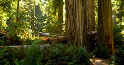 Un voyage au parc national de Redwood