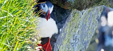 Acantilados de Látrabjark