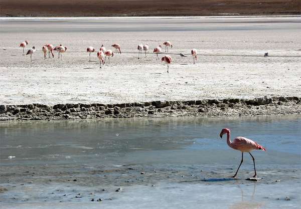 Flamingi w lagunie Hedionda