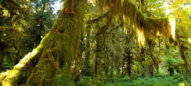 Olympischer Nationalpark