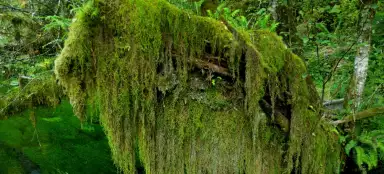 Wycieczka do Hoh Rain Forrest