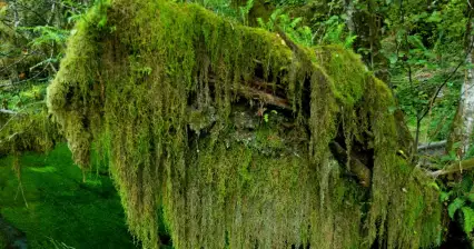 Viaje a Hoh Rain Forrest