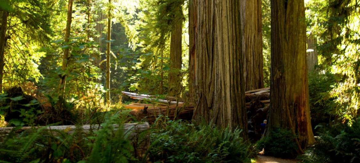 Lidwoord Nationaal Park Redwood