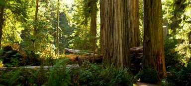 Parco nazionale di sequoie
