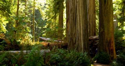 Nationaal Park Redwood