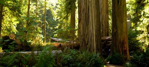 Národní park Redwood: Počasí a sezóna