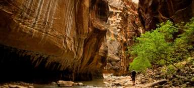 Hike through The Narrows Gorge in Zion NP