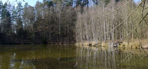 Feuchtgebiete im Norden des Teiches