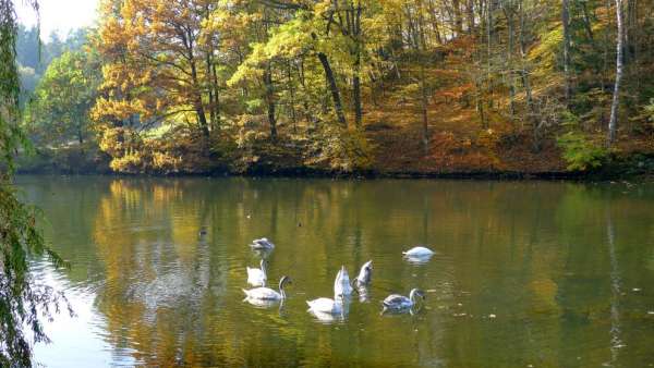 Swans on Krčák