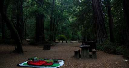 Parc d'État Portola Redwood